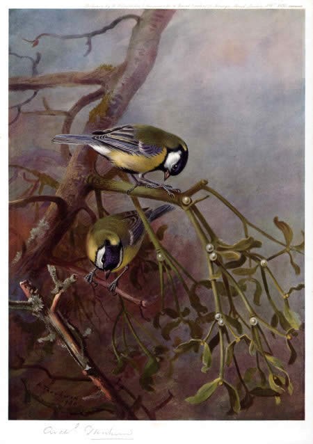 Archibald Thorburn Great Tits and Mistletoe